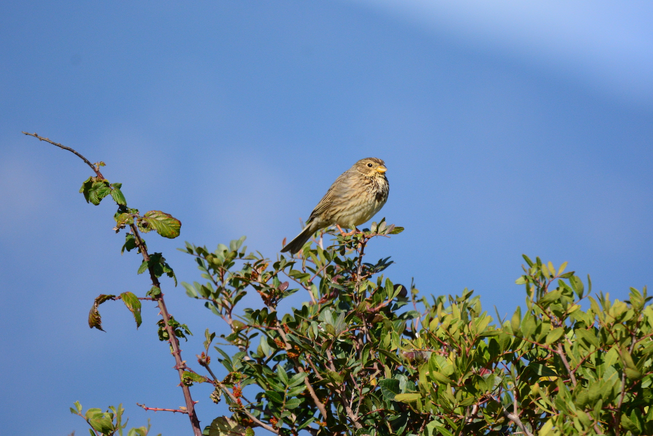Emberiza calandra Emberiza calandra